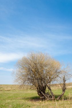 willow, Tien Shan eteklerinde büyüyen sahilde bahar creek