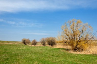 willow, Tien Shan eteklerinde büyüyen sahilde bahar creek