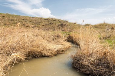 willow, Tien Shan eteklerinde büyüyen sahilde bahar creek