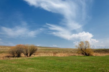 willow, Tien Shan eteklerinde büyüyen sahilde bahar creek