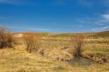 willow, Tien Shan eteklerinde büyüyen sahilde bahar creek