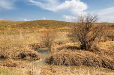 willow, Tien Shan eteklerinde büyüyen sahilde bahar creek
