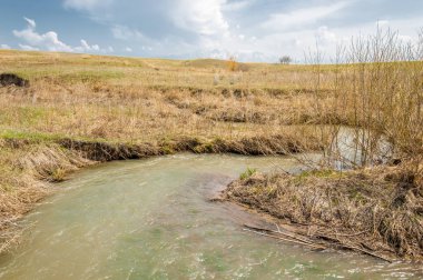 willow, Tien Shan eteklerinde büyüyen sahilde bahar creek