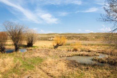 willow, Tien Shan eteklerinde büyüyen sahilde bahar creek