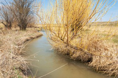 willow, Tien Shan eteklerinde büyüyen sahilde bahar creek