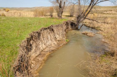 willow, Tien Shan eteklerinde büyüyen sahilde bahar creek
