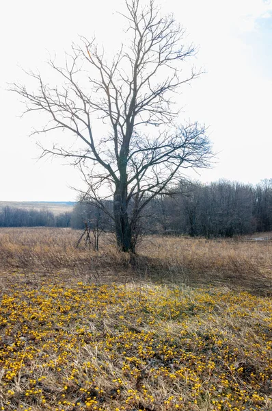 Coltsfoot bilinen Tussilago farfara bitki papatya ailesindeki groundsel kabile bir bitkidir