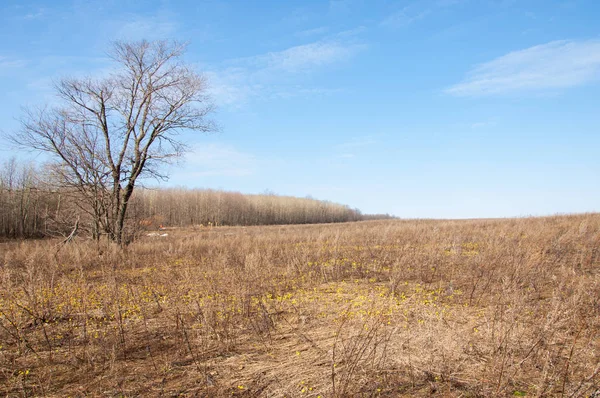 Coltsfoot bilinen Tussilago farfara bitki papatya ailesindeki groundsel kabile bir bitkidir