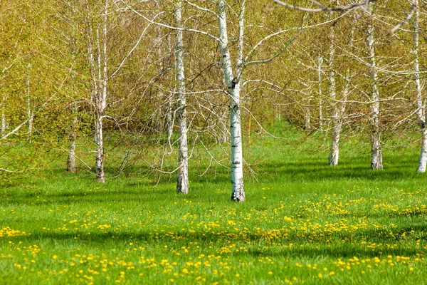 카자흐스탄 국가의 첫번째 대통령의 공원입니다 화창한 공원입니다 — 스톡 사진