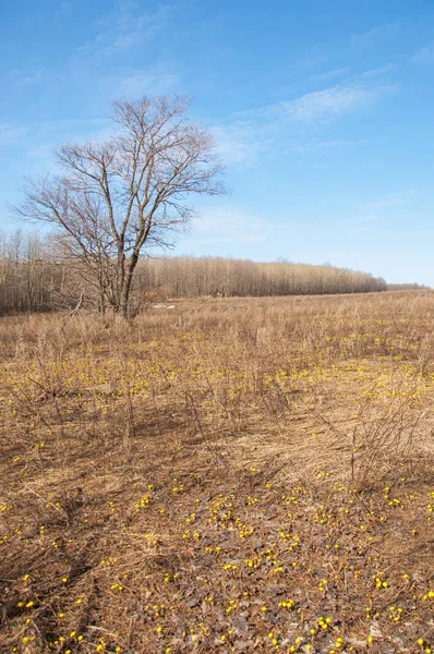 Coltsfoot bilinen Tussilago farfara bitki papatya ailesindeki groundsel kabile bir bitkidir