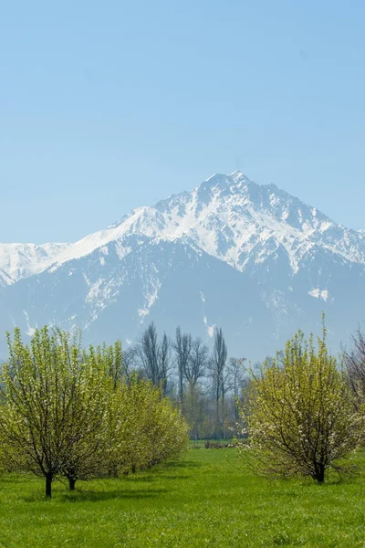 Kazakistan, erken bahar. Ülkenin ilk başkanı Park. Central park güneşli gün. güzel yeşil park