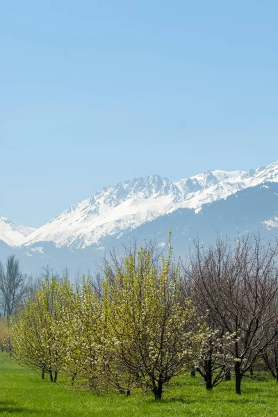Kazakistan, erken bahar. Ülkenin ilk başkanı Park. Central park güneşli gün. güzel yeşil park