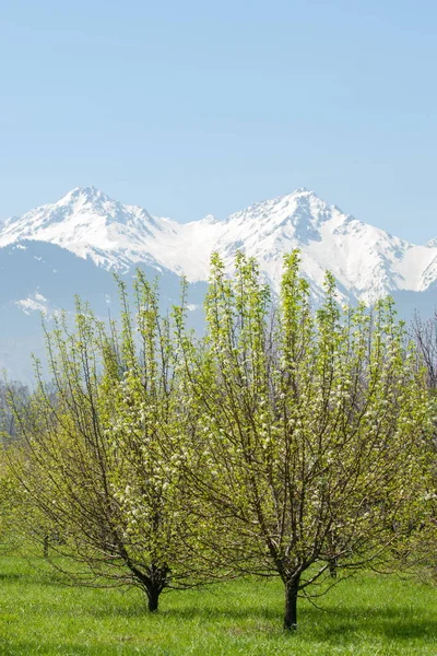 Kazakistan, erken bahar. Ülkenin ilk başkanı Park. Central park güneşli gün. güzel yeşil park