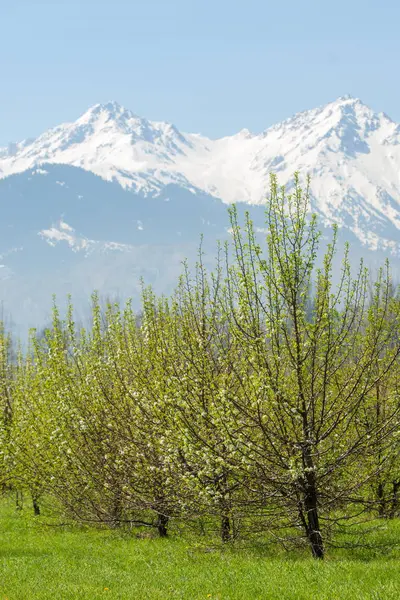 Kazakistan, erken bahar. Ülkenin ilk başkanı Park. Central park güneşli gün. güzel yeşil park