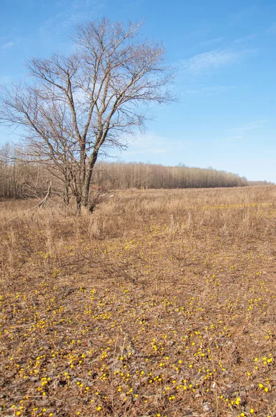Coltsfoot bilinen Tussilago farfara bitki papatya ailesindeki groundsel kabile bir bitkidir