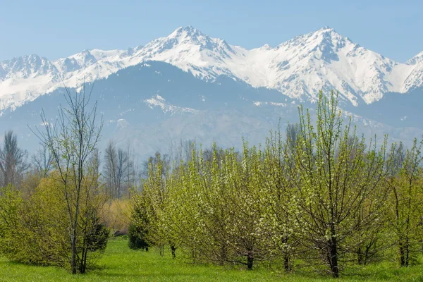 Kazakhstan Early Spring Park First President Country Central Park Sunny — Stock Photo, Image