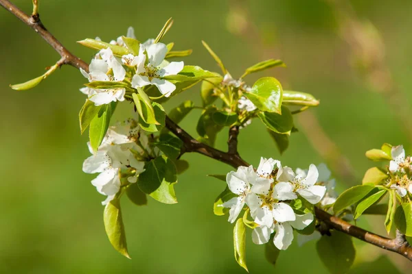 Kazakistan, erken bahar. Ülkenin ilk başkanı Park. Central park güneşli gün. güzel yeşil park
