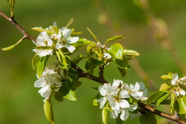Kazakistan, erken bahar. Ülkenin ilk başkanı Park. Central park güneşli gün. güzel yeşil park