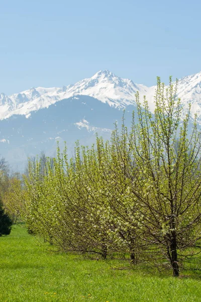 Kazakistan, erken bahar. Ülkenin ilk başkanı Park. Central park güneşli gün. güzel yeşil park