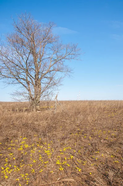 Coltsfoot bilinen Tussilago farfara bitki papatya ailesindeki groundsel kabile bir bitkidir