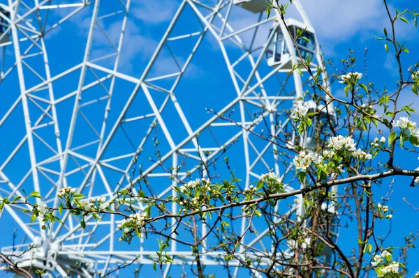 Elma ağaçları çiçek. genellikle parlak renkli bir corolla (taç yaprakları tarafından çevrili üreme organları (stamens ve carpels) oluşan bir bitki, tohum taşıyan parçası)