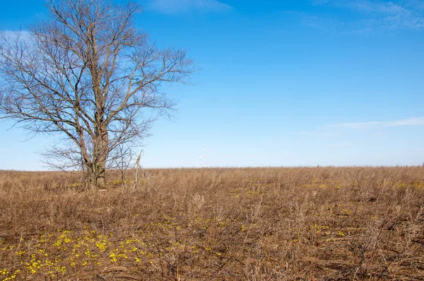 Coltsfoot bilinen Tussilago farfara bitki papatya ailesindeki groundsel kabile bir bitkidir