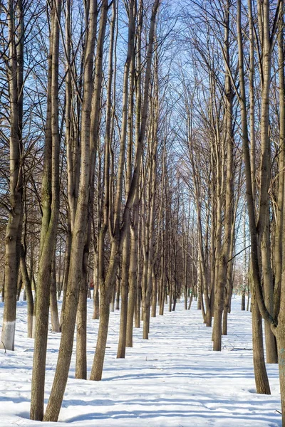 Park, ağaçlar erken bahar, eriyen kar, sahte ağaç bahar