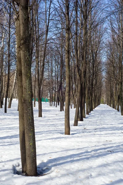 Park, ağaçlar erken bahar, eriyen kar, sahte ağaç bahar