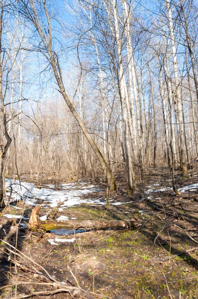 Orman bahar, ağaçlar çıplak, kar indi. Doğa onun kış uykusundan uyanır.