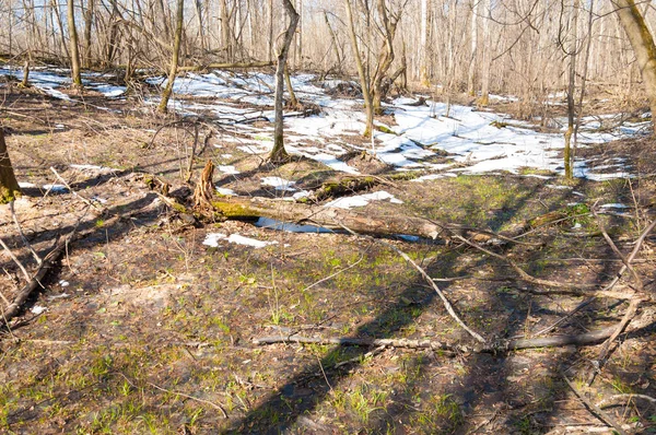 Orman bahar, ağaçlar çıplak, kar indi. Doğa onun kış uykusundan uyanır.