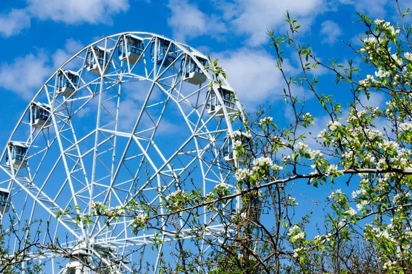 Flores Manzanos Parte Portadora Semillas Una Planta Que Consiste Órganos — Foto de Stock