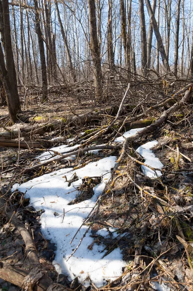 Orman bahar, ağaçlar çıplak, kar indi. Doğa onun kış uykusundan uyanır.