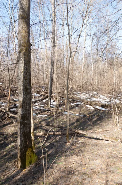 Orman bahar, ağaçlar çıplak, kar indi. Doğa onun kış uykusundan uyanır.