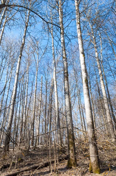 Лісова Весна Дерева Голі Сніг Спустився Природа Прокидається Від Зимового — стокове фото