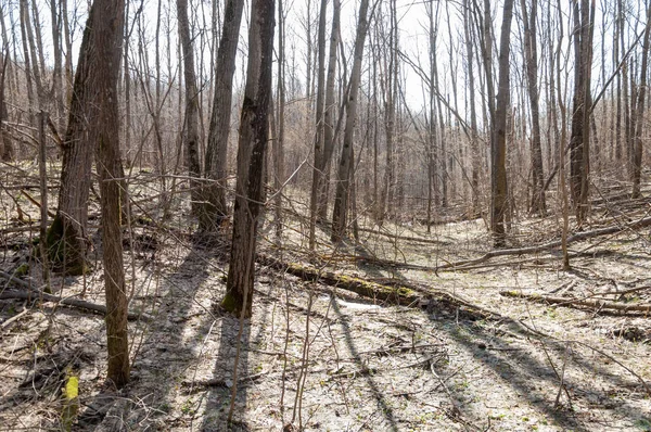 Orman bahar, ağaçlar çıplak, kar indi. Doğa onun kış uykusundan uyanır.
