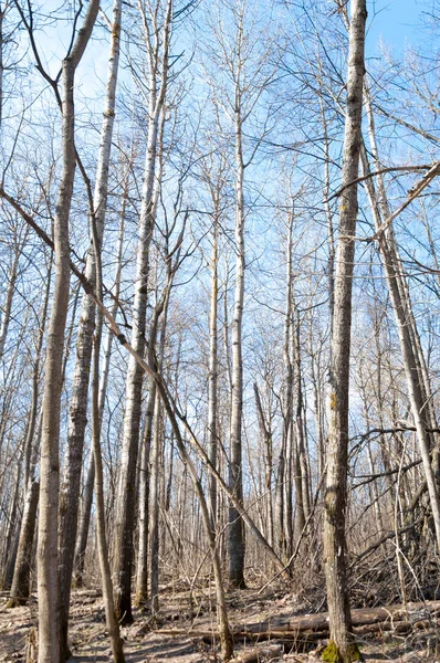 Orman bahar, ağaçlar çıplak, kar indi. Doğa onun kış uykusundan uyanır.