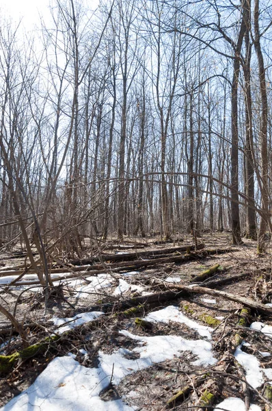 Orman bahar, ağaçlar çıplak, kar indi. Doğa onun kış uykusundan uyanır.