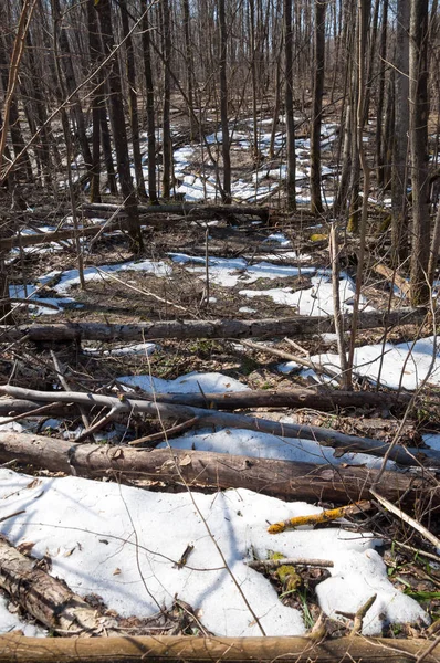 Orman bahar, ağaçlar çıplak, kar indi. Doğa onun kış uykusundan uyanır.
