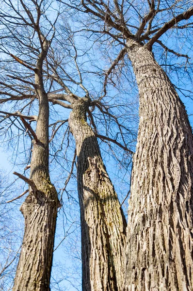 Orman bahar, ağaçlar çıplak, kar indi. Doğa onun kış uykusundan uyanır.