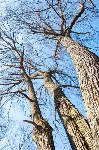 Orman bahar, ağaçlar çıplak, kar indi. Doğa onun kış uykusundan uyanır.