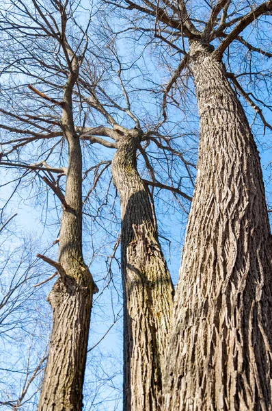 Orman bahar, ağaçlar çıplak, kar indi. Doğa onun kış uykusundan uyanır.