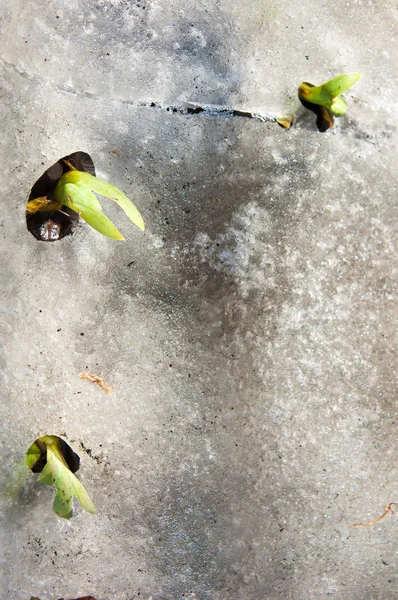 doku. arka plan. bahar manzara. Son kar. Parlak sıcak güneşin Temizleme