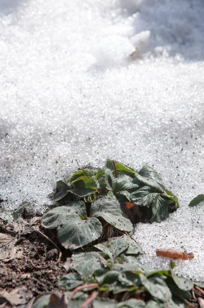 Textur Hintergrund Frühlingslandschaft Der Letzte Schnee Löschen Der Strahlend Warmen — Stockfoto