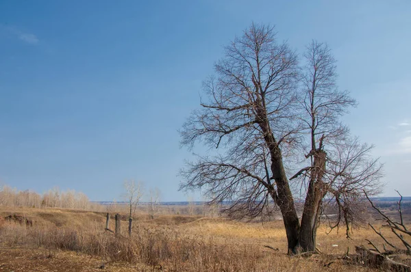 Spring landscape. lonely tree in early spring, tree without leav