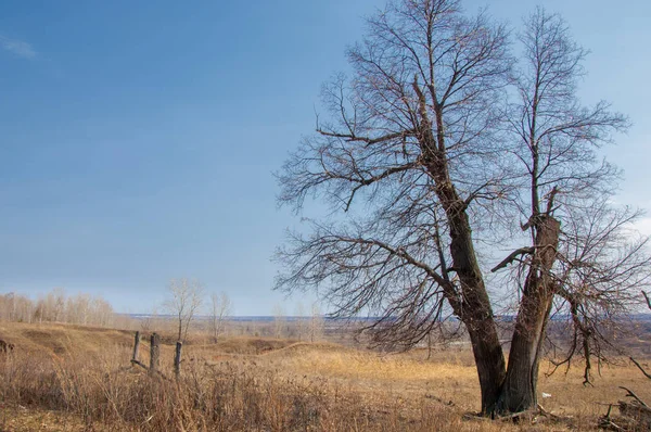Bahar manzara. erken baharda, çam ağacı Reaply olmadan yalnız ağaç