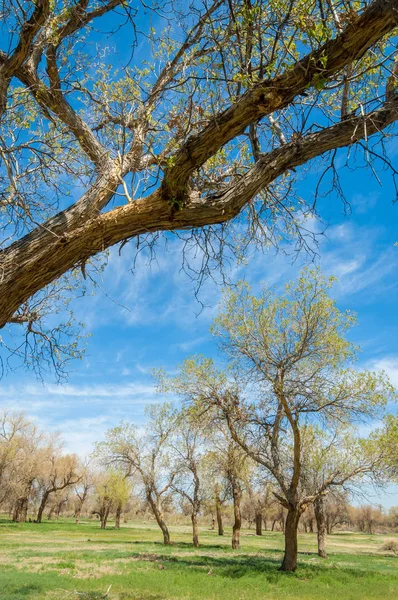  Bahar turanga koruda. diversifolia Schrenk, kavak euphratica, fırat kavak, kavak.