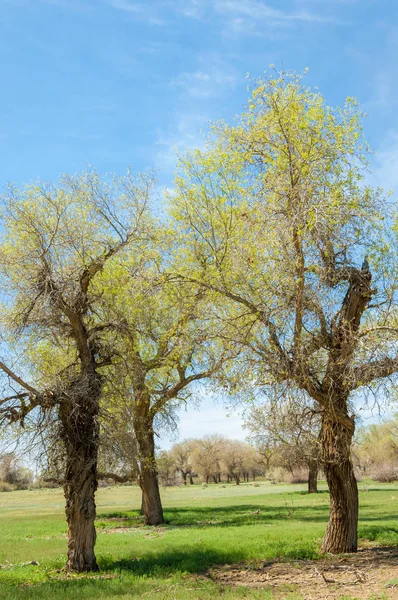 Mersyside Turanga Diversifolia Schrenk Populus Euphratica Topola Eufrat Topola — Zdjęcie stockowe