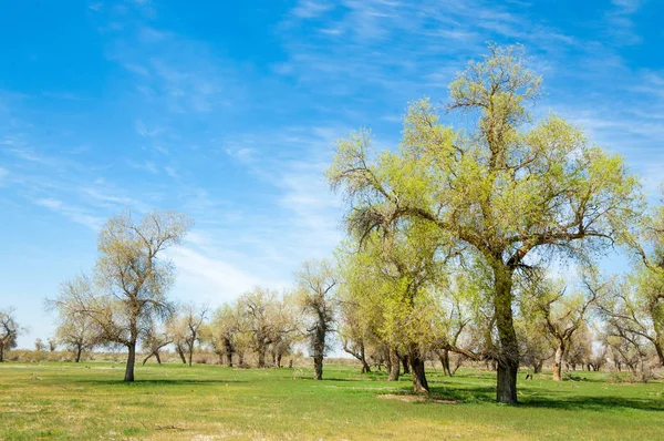 Mersyside Turanga Diversifolia Schrenk Populus Euphratica Topola Eufrat Topola — Zdjęcie stockowe