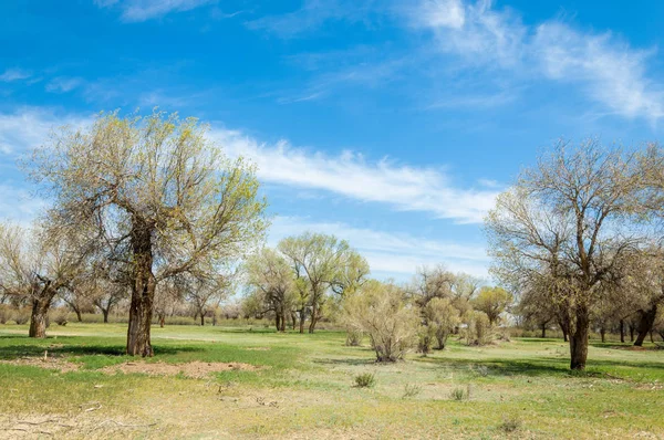  Bahar turanga koruda. diversifolia Schrenk, kavak euphratica, fırat kavak, kavak.