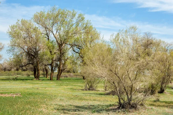  Bahar turanga koruda. diversifolia Schrenk, kavak euphratica, fırat kavak, kavak.